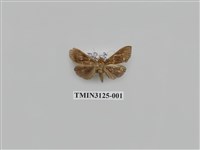 藏品(螟蛾241)的圖片